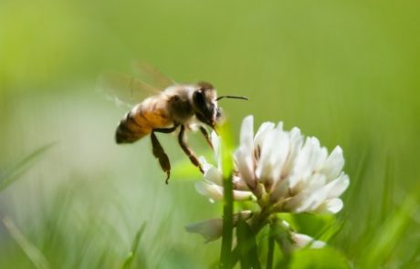 זו הסיבה שליוניליוור כל כך אכפת מדבורים